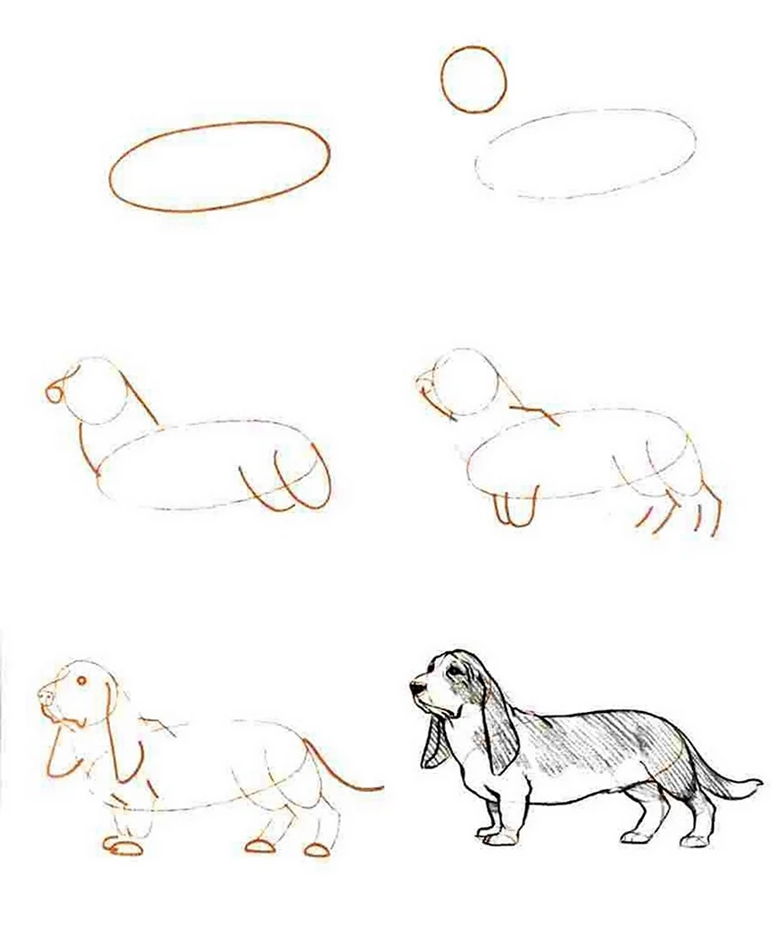 Урок рисования собаки