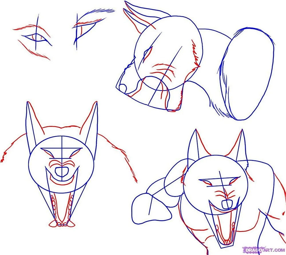 Уроки рисования волка