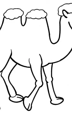 Верблюд пьет рисунок для детей