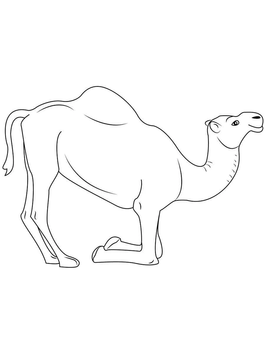 Верблюд рисунок карандашом легко