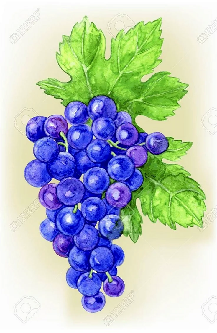 Виноград акварелью легко