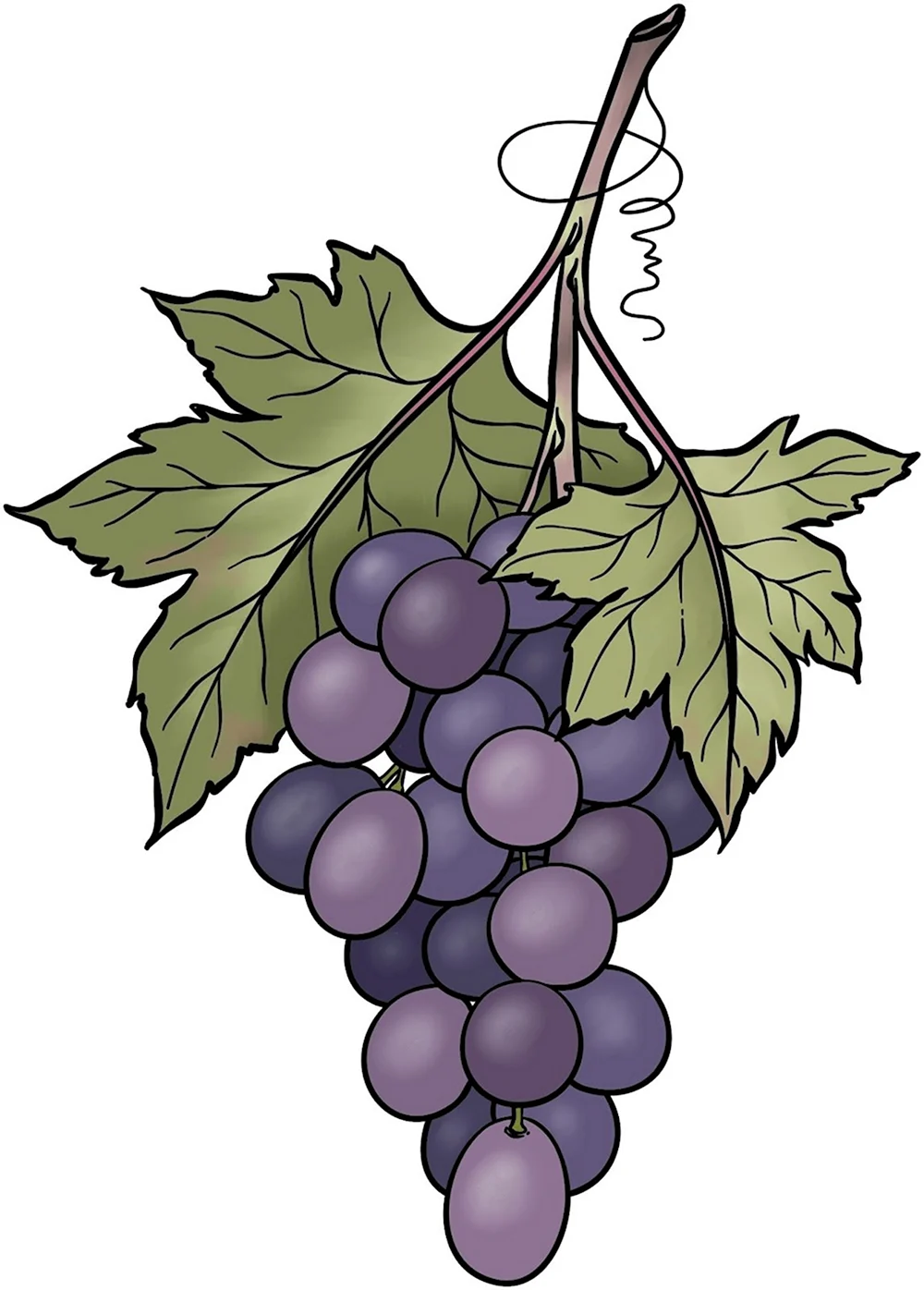 Виноград рисунок