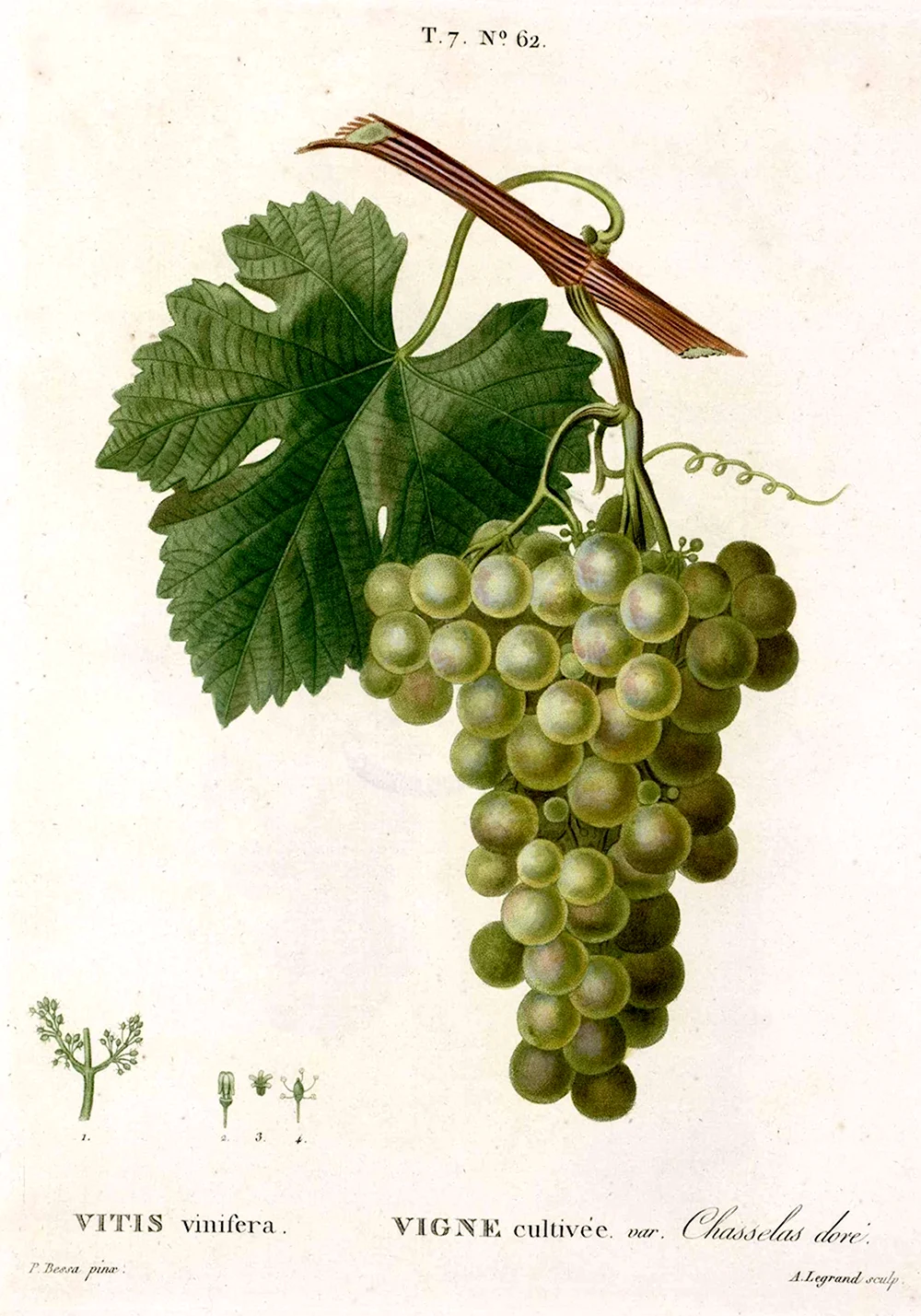 Виноград Vitis vinifera l.