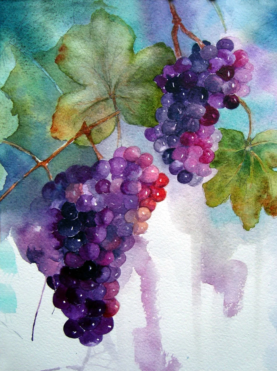 Виноградная гроздь акварелью