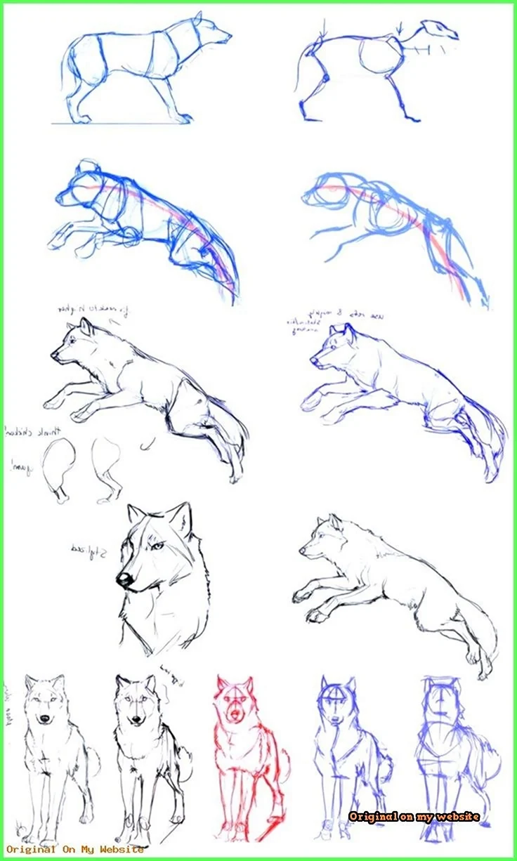 Волк для рисования