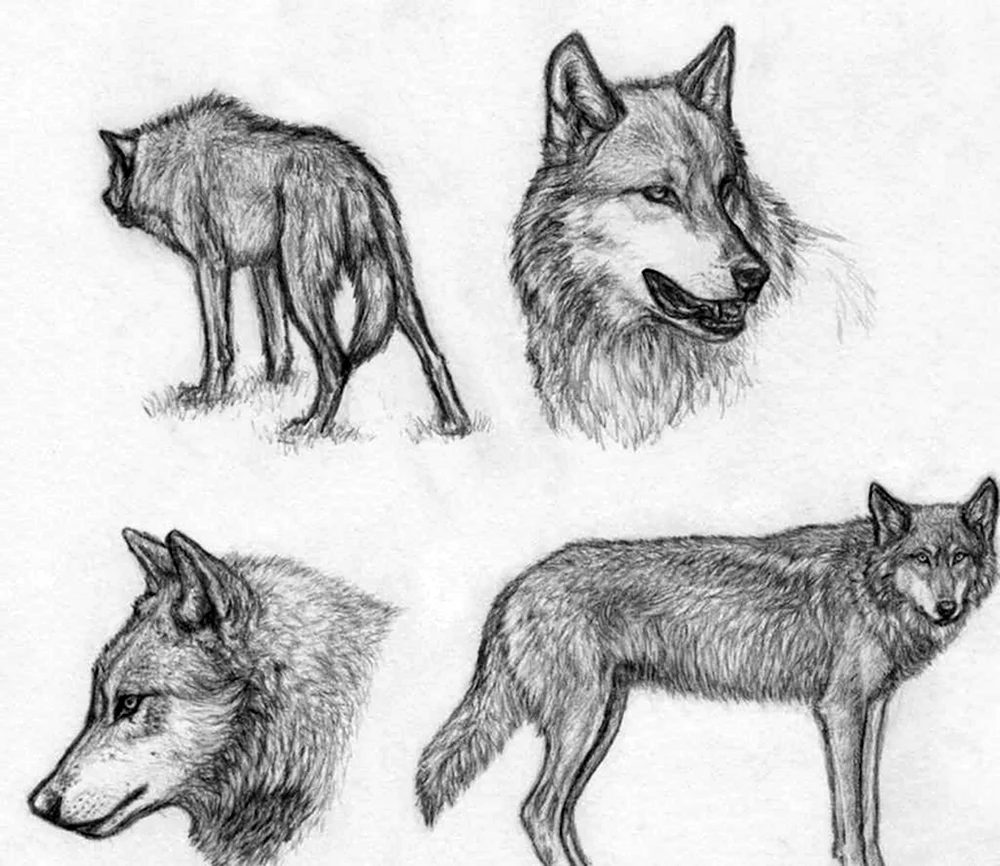 Волк зарисовка