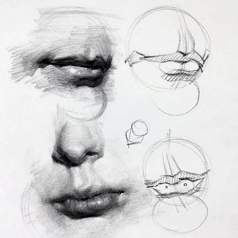 Зарисовки частей лица