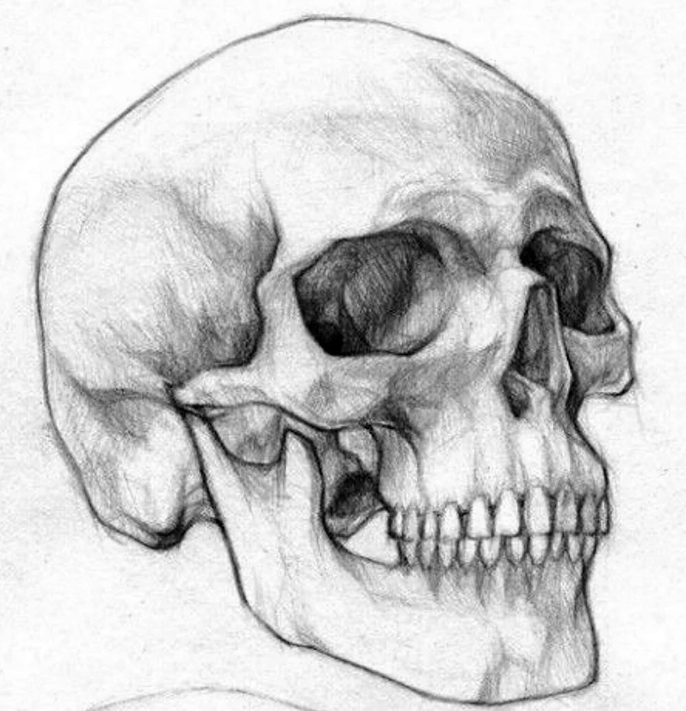 Зарисовки черепа