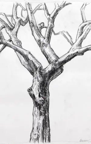 Зарисовки деревьев