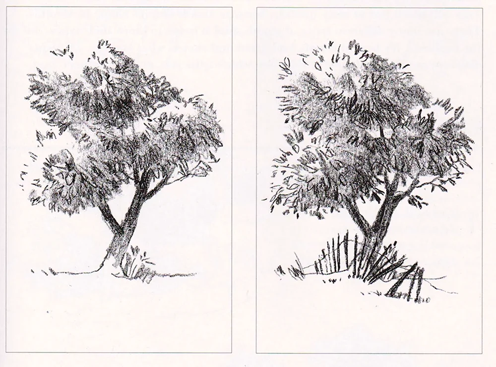 Зарисовки деревьев и кустарников