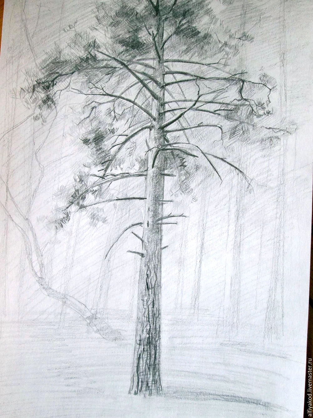 Зарисовки деревьев карандашом