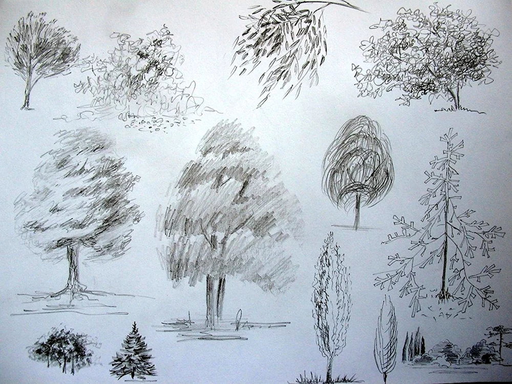 Зарисовки деревьев различных пород