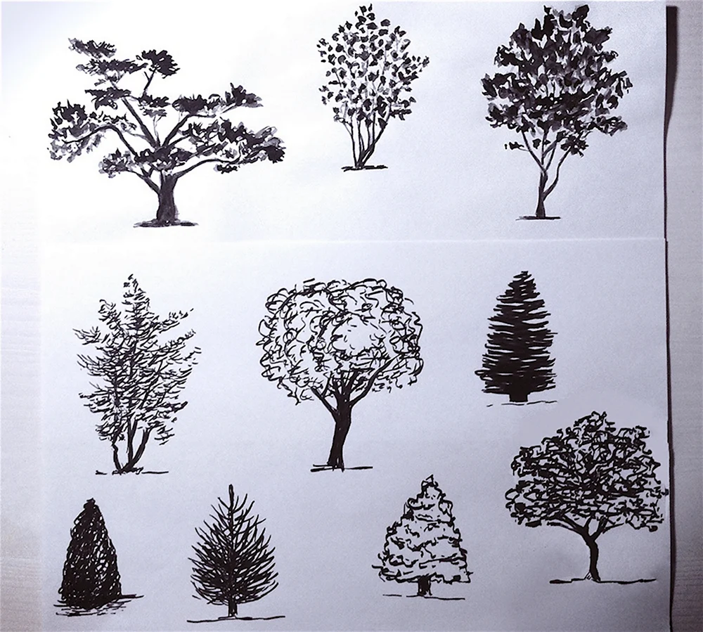 Зарисовки деревьев различных пород