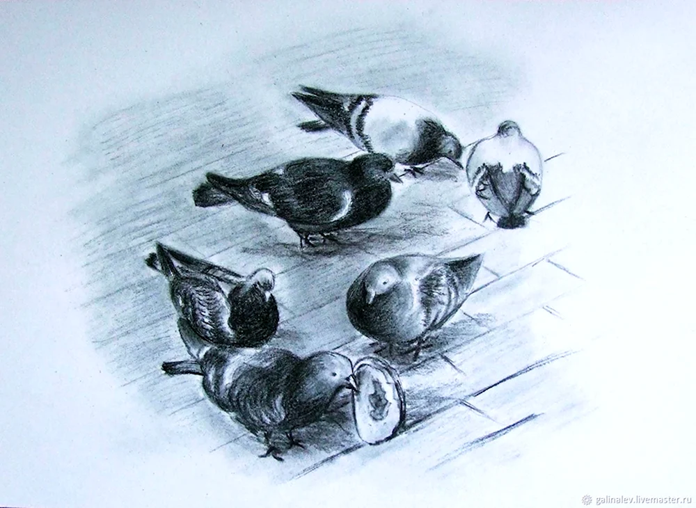 Зарисовки голубей