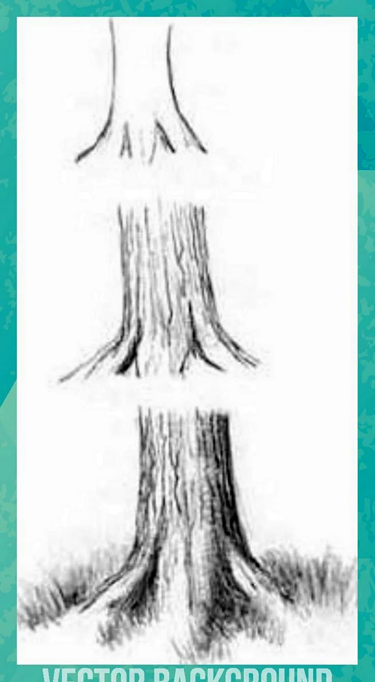 Зарисовки корней деревьев с нижней частью ствола