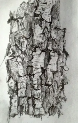 Зарисовки коры деревьев