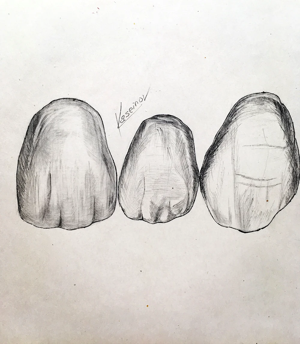 Зарисовки зубов