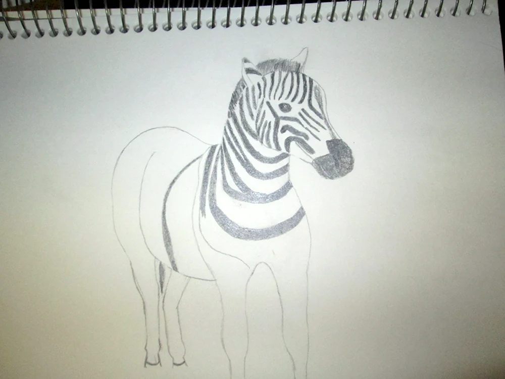 Зебра лошадь рисунок