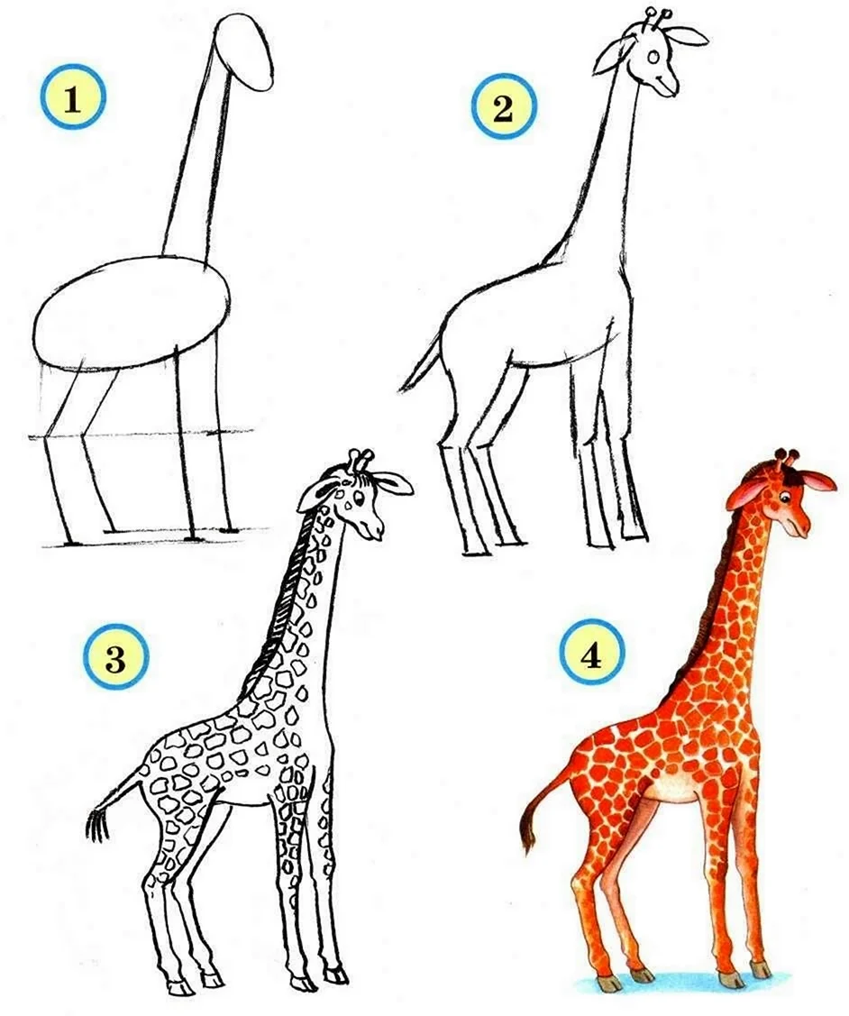 Жираф вид сбоку