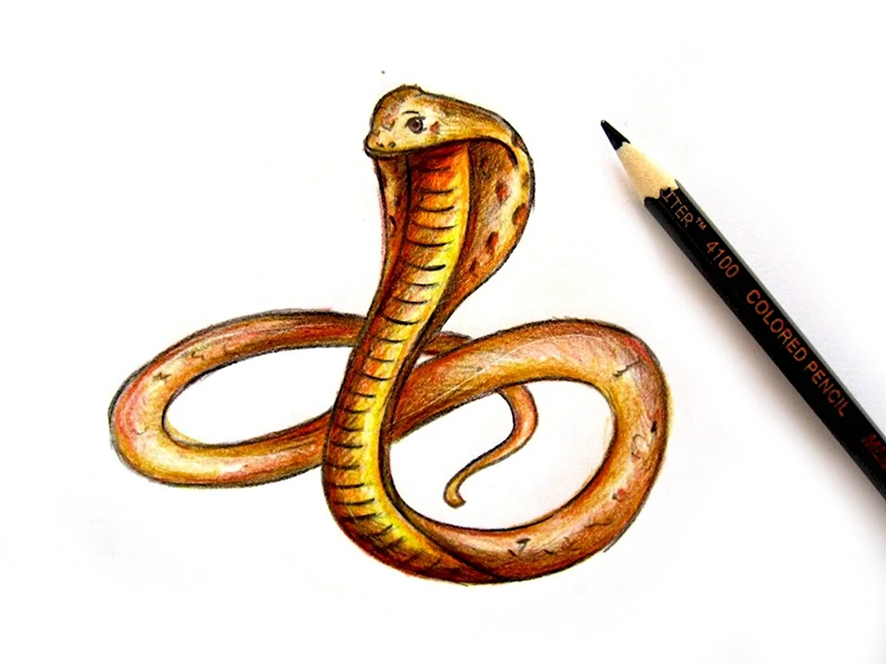 Змея цветными карандашами