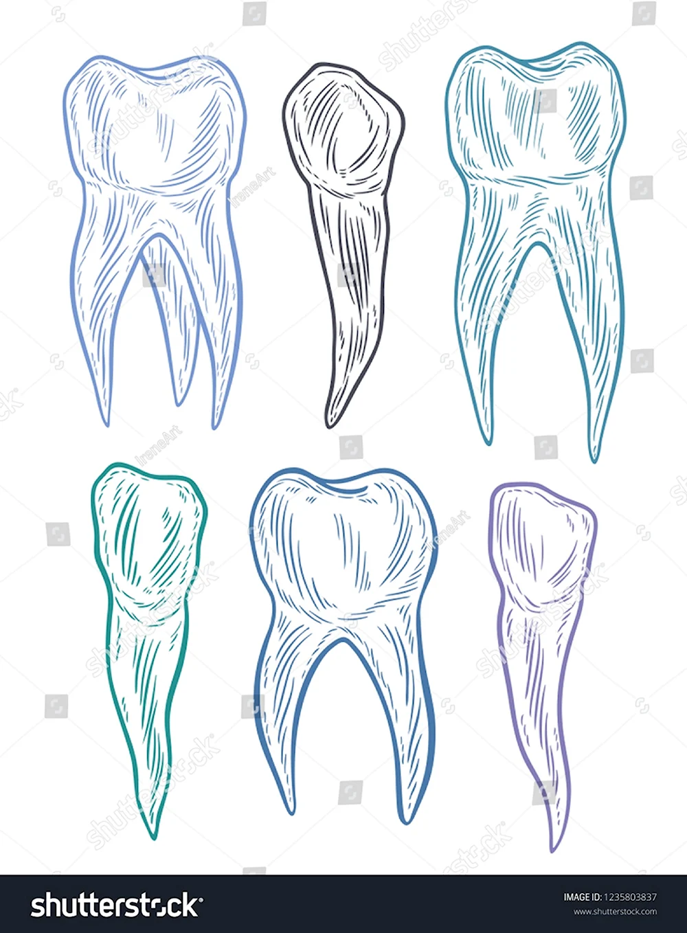 Зубы карандашом анатомия