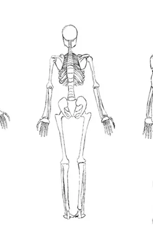 Анатомия скелета для рисования