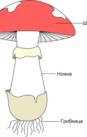 Гриб строение шляпочного гриба