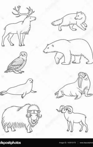 Контуры животных Арктики