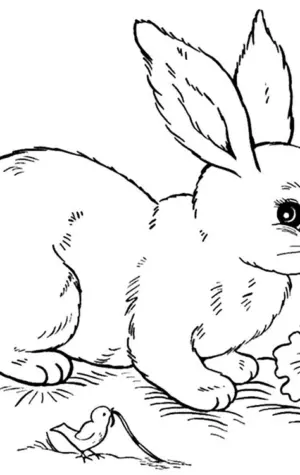 Кролик раскраска