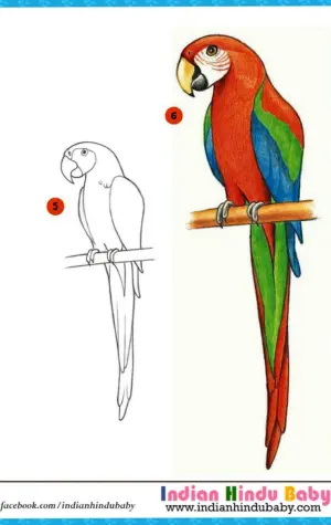 Лёгкие рисунки попугая