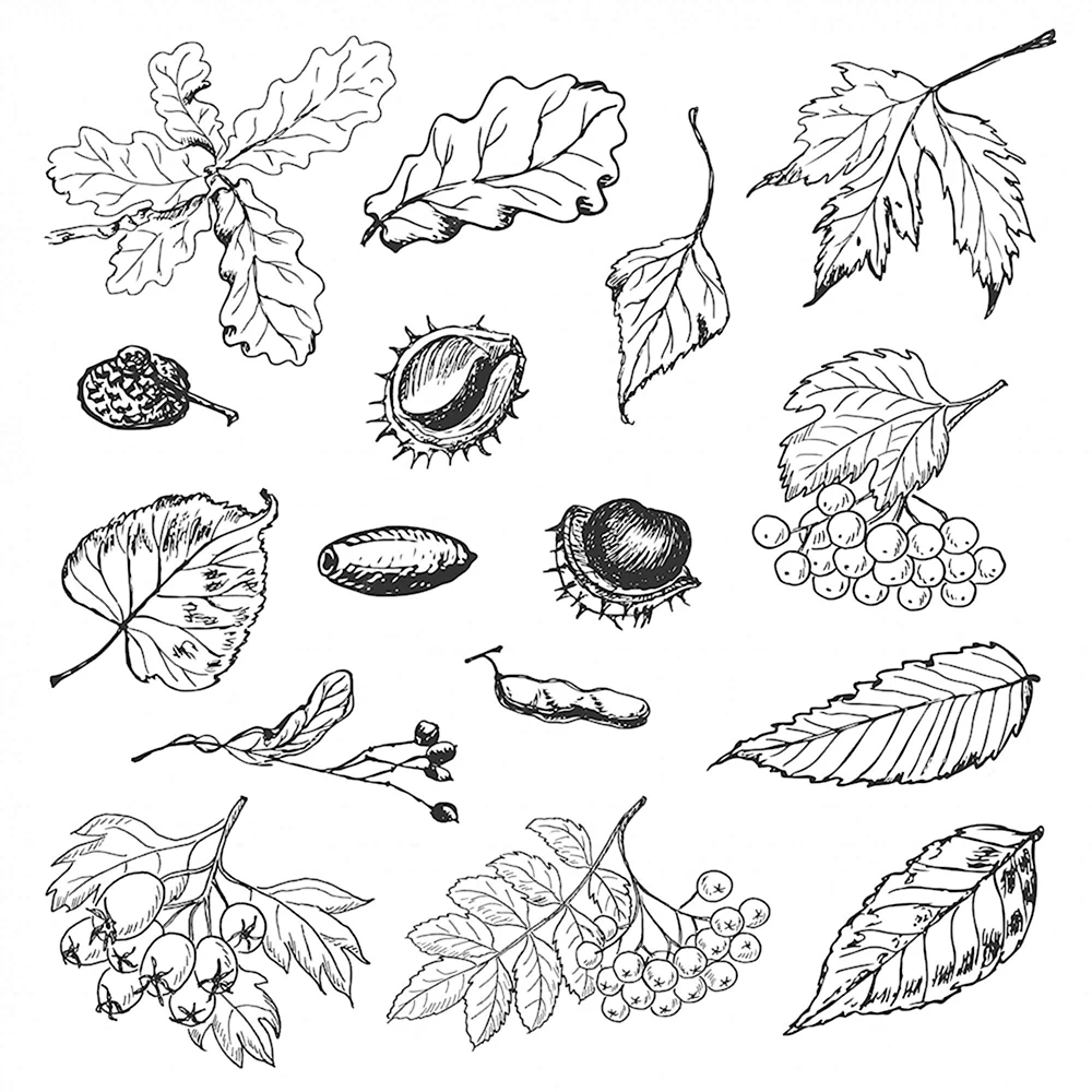Листья и плоды раскраска