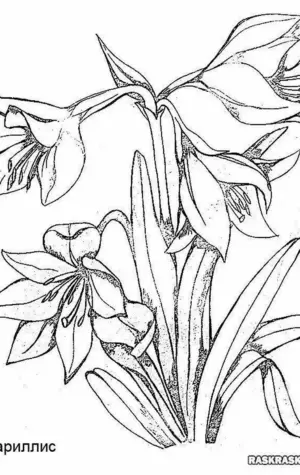 Луковичный цветок амариллис