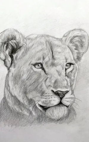 Львица рисунок карандашом