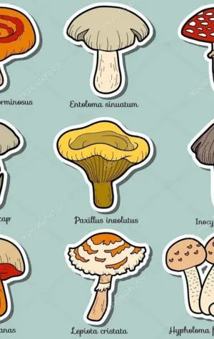 Нарисовать съедобные и несъедобные грибы