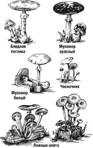 Несъедобные грибы карандашом с названиями