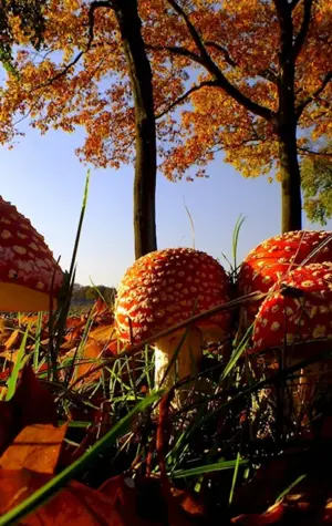 Осень грибы