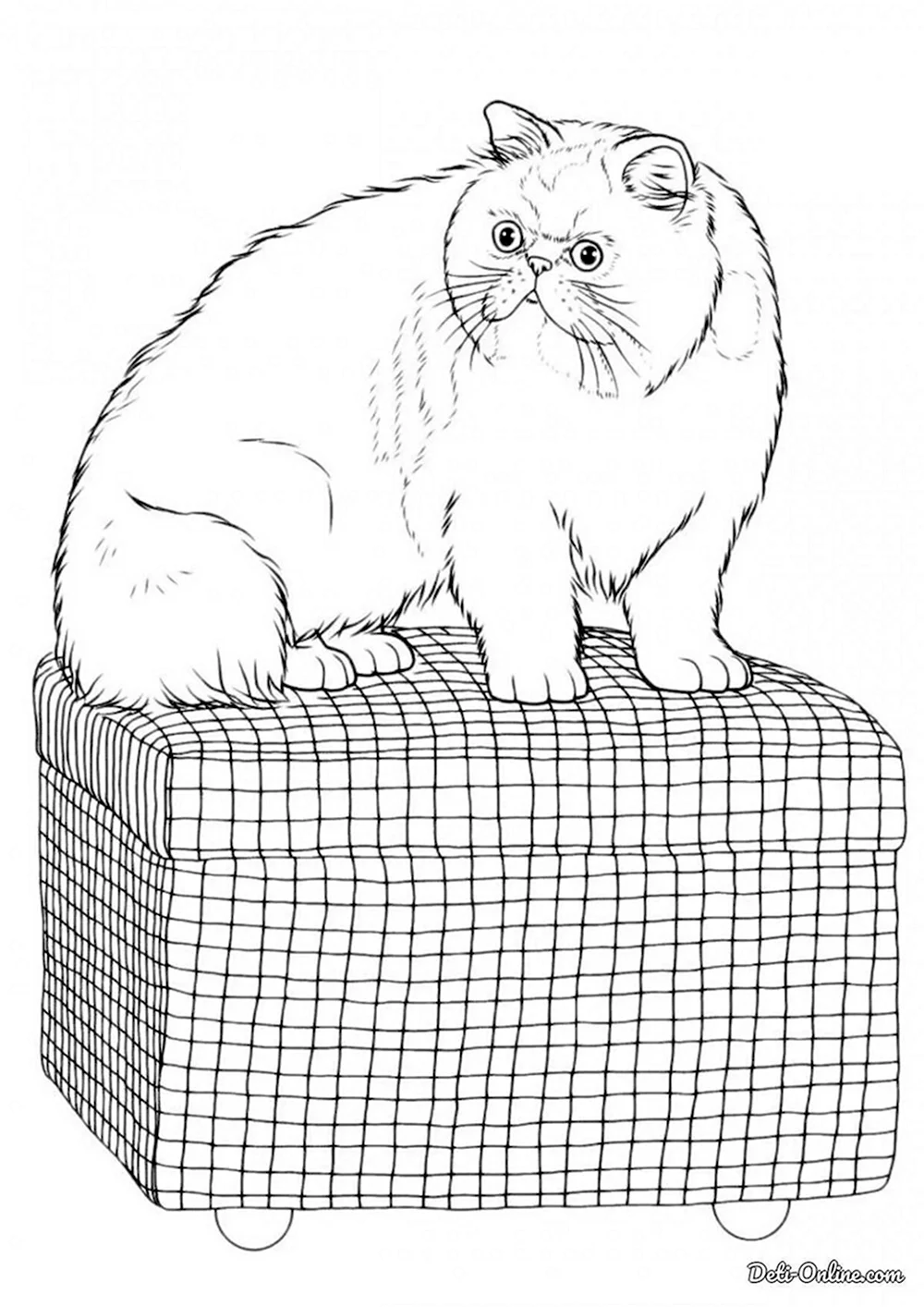 Персидская кошка раскраска