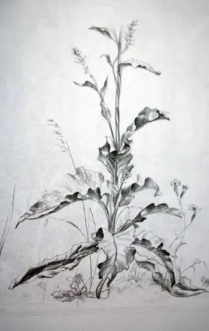 Пленерные зарисовки растений