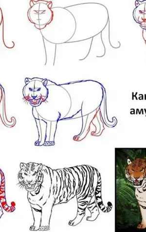 Поэтапное рисование тигра