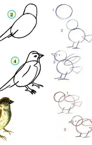 Порядок рисования птицы