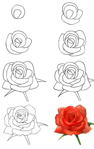 Пошаговое рисование розы