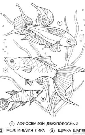Раскраска аквариумные рыбы