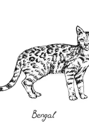 Раскраска Бенгальская кошка