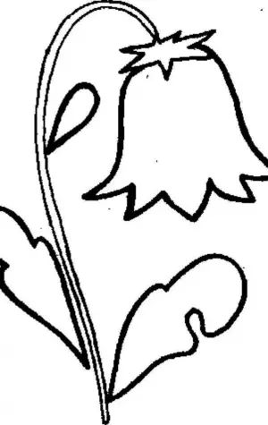 Раскраска колокольчик цветок