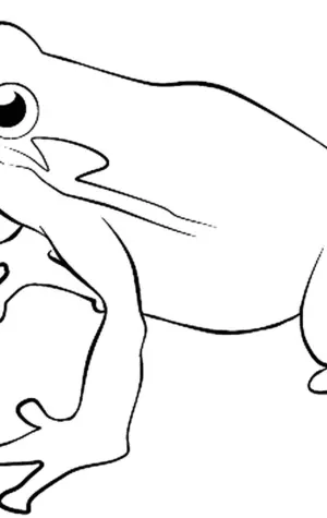 Раскраска лягушка квакша