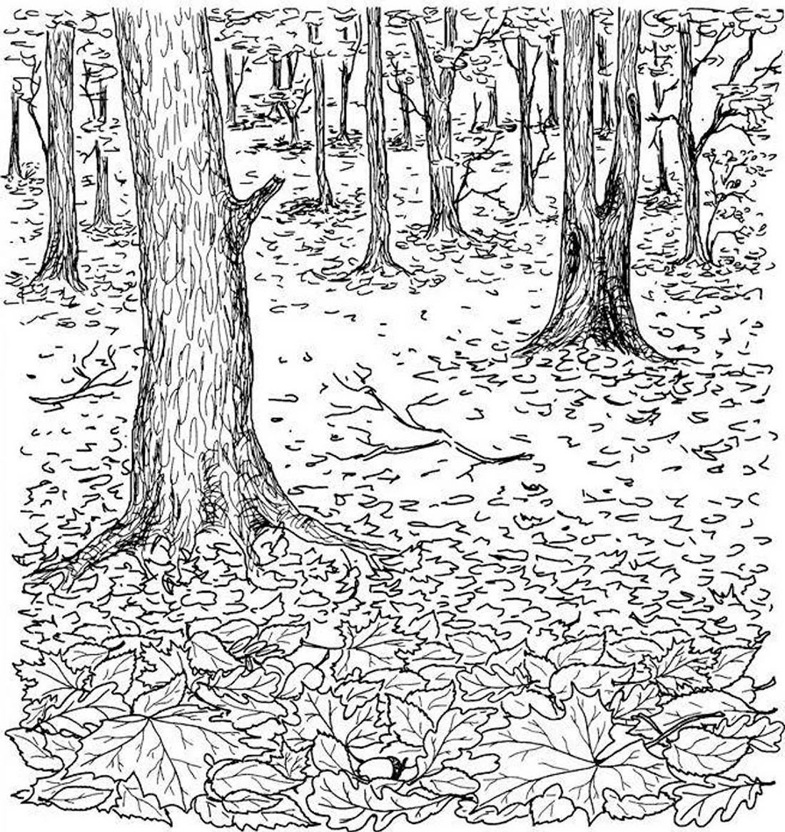 Раскраска осенний лес