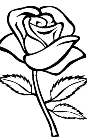 Раскраска роза цветок