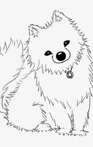 Раскраска шпица померанского щенка
