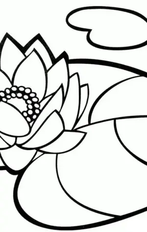 Растение кувшинка белая водяная Лилия раскраска