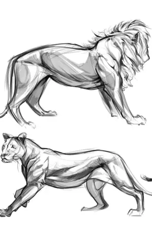 Референс львицы анатомия Льва